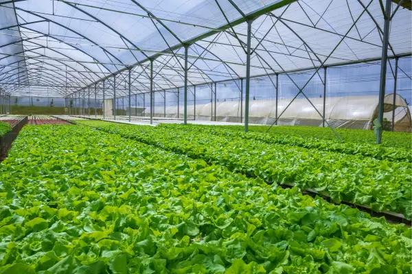 Escalabilidade Verde: quando a Hidroponia vira um negócio de alto impacto