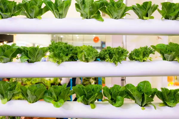 Como criar um Ecossistema Hidropônico Funcional em menos de 2 m²